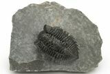 Coltraneia Trilobite Fossil - Huge Faceted Eyes #225334-1